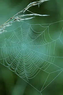 Spider Web Germany Prints: Dewdrops in a spider's web