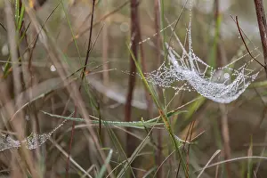 Prints of Dewdrops in a spider's web Dewdrops in a spider's web Web Spider Prints: Dewdrops in a spider's web Print