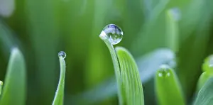 Water Drop On Plant Prints: Dewdrops on the tips of a leaf of grass