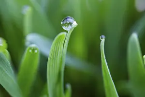 Uninhabited Agricultural Landscape Prints: Dewdrops on the tips of a leaf of grass
