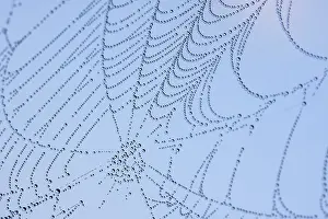 Prints of Dewy spider web Web Spider Prints: Dewy Spider Web Print