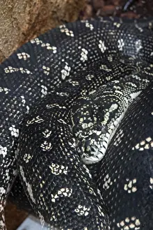 Prints of Diamond python (Morelia spilota spilota), diamond python, carpet python, in a zoo, Germany Diamond Python Prints: Print of Diamond Python in a German Zoo