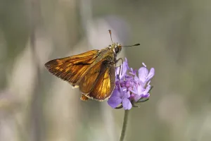 Diurnal Butterfly Habitat Prints: Dickkopfffalter