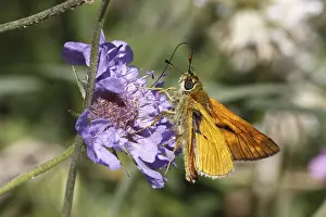 Diurnal Butterfly Habitat Prints: Dickkopfffalter