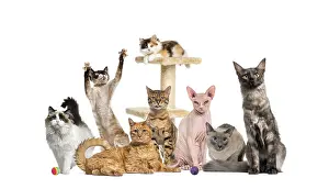 Bengal Cat Breed Prints: Different cat breeds posing together around a cat tree on white background