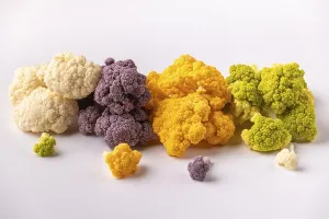 Colorful Cauliflower Prints: Different colored cauliflower presented on a light background