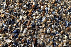 European Shoreline Prints: Different coloured seashells lying on the beach