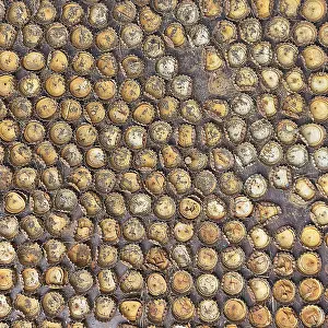 Iceland Photography Prints: Many different crown caps in rows