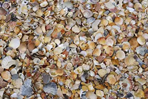 European Seashells Prints: Different mussel shells on the beach