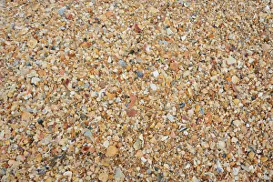 Algarve Beach Landscape Prints: Different mussel shells on the beach