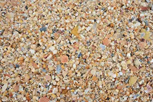 Algarve Beach Landscape Prints: Different mussel shells on the beach