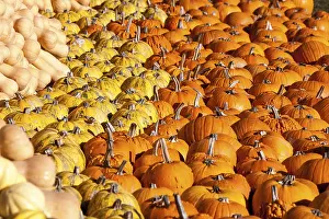 Pumpkin Varieties Prints: Many different pumpkins (Cucurbita) and varieties