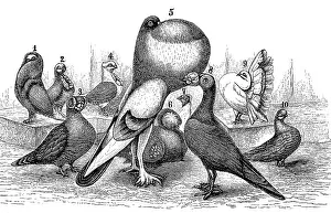 Print of Various Breeding Pigeons
