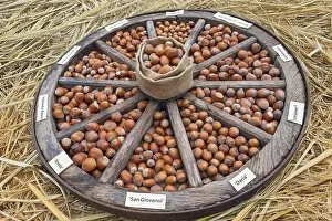 Munsterland Germany Scenery Prints: Different types of hazelnuts in an old wagon wheel