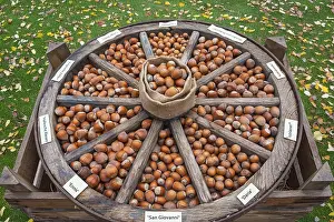 North Rhine Westphalia Fruit Prints: Different types of hazelnuts in an old wagon wheel