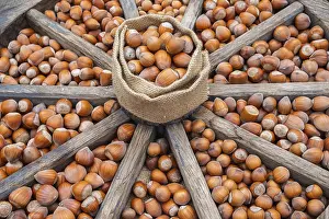German Federal Republic Nuts Prints: Different types of hazelnuts in an old wagon wheel