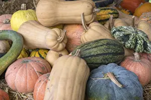 Pumpkin Nutrition Facts Prints: Different types of pumpkins on straw