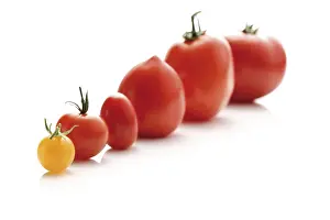 Tomato Nutrition Facts Prints: Different types of tomato