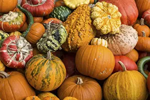 Diverse Pumpkin Types Prints: Different varieties of pumpkins