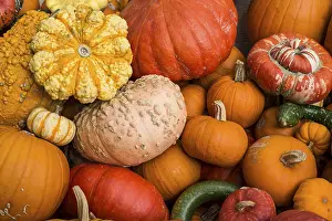 Pumpkin Varieties Prints: Different varieties of pumpkins
