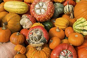 Pumpkin Varieties Prints: Different varieties of pumpkins