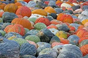 German Pumpkins Prints: Different varieties of pumpkins