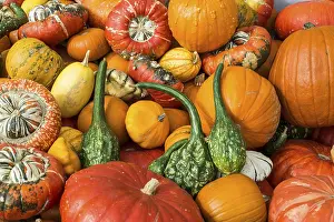 Pumpkin Varieties Prints: Different varieties of pumpkins