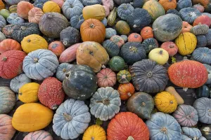German Pumpkins Prints: Different varieties of pumpkins