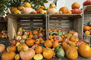 European Pumpkin Diversity Prints: Different varieties of pumpkins