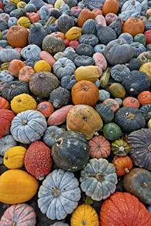 German Pumpkins Prints: Different varieties of pumpkins