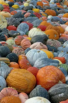 Deserted Vegetable Garden Prints: Different varieties of pumpkins