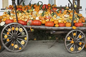 Pumpkin Varieties Prints: Different varieties of pumpkins