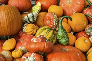 Southern Germany Agriculture Prints: Different varieties of pumpkins