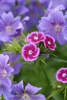 Nature's Colorful Blooms Prints: Differently colored blooms in the flower patch