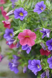 Herbaceous Border Plants Prints: Differently colored blooms in the flower patch