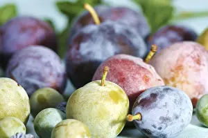 Open Air Nature Photos Prints: Diffrent plum sorts
