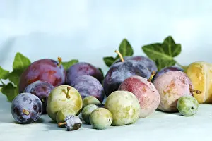 Yellow Plums Prints: Diffrent plums and yellow plums