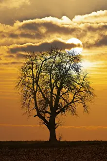 Atmospheric Light Dusk Scene Prints: Digital Composing, pear tree (Pyrus) with sun