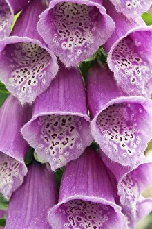 Open Air Nature Prints: Digitalis