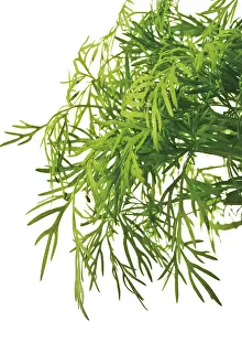 Dill Herb Photography Prints: Dill