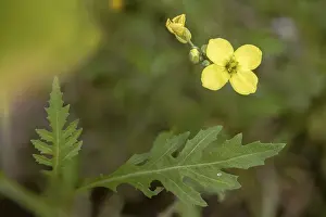 Images Dated 31st August 2024: Diplotaxis tenuifolia Print