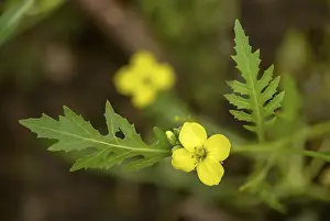 Images Dated 31st August 2024: Diplotaxis tenuifolia Print