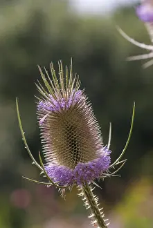Open Air Plant Life Prints: Dipsacaceae, Dipsacus Fullonum