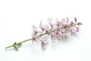 Rutaceae Family Plants Prints: Diptam, also called Ashroot or dittany