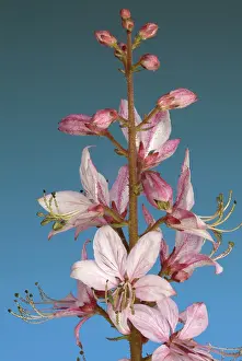 Poisonous Flowering Plants Prints: Diptam, also called Ashroot or dittany