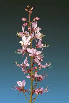 Rutaceae Family Plants Prints: Diptam, also called Ashroot or dittany