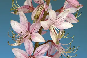 Homeopathic Herbs Prints: Diptam, also called Ashroot or dittany