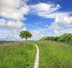 Oak Tree Landscape Prints: Direction of nature