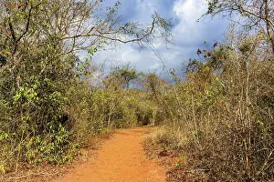 Minas Gerais Landscape Prints: Dirt path surrounded by the dense dry