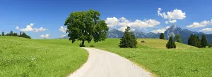 Allgau Alps Panoramic View Prints: Dirt road through fields and meadows